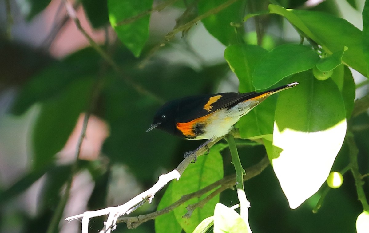 American Redstart - ML231970451