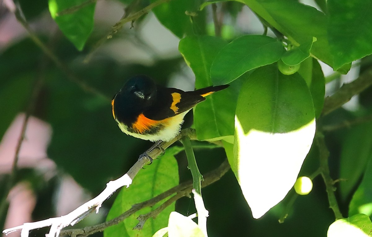 American Redstart - ML231970461