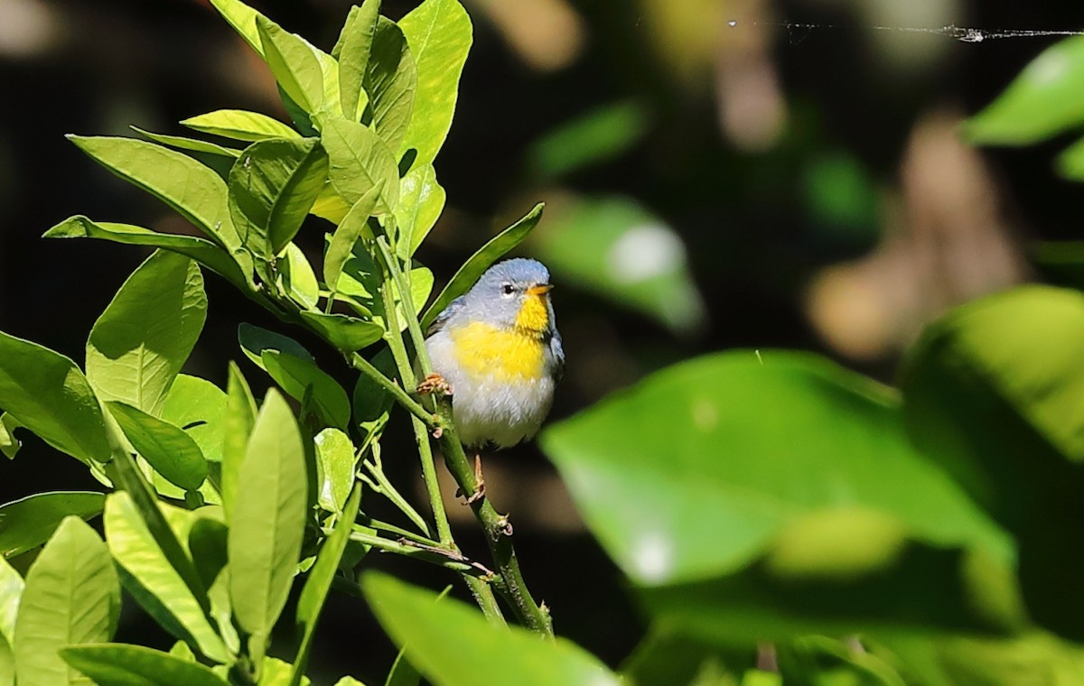 Northern Parula - ML231970881