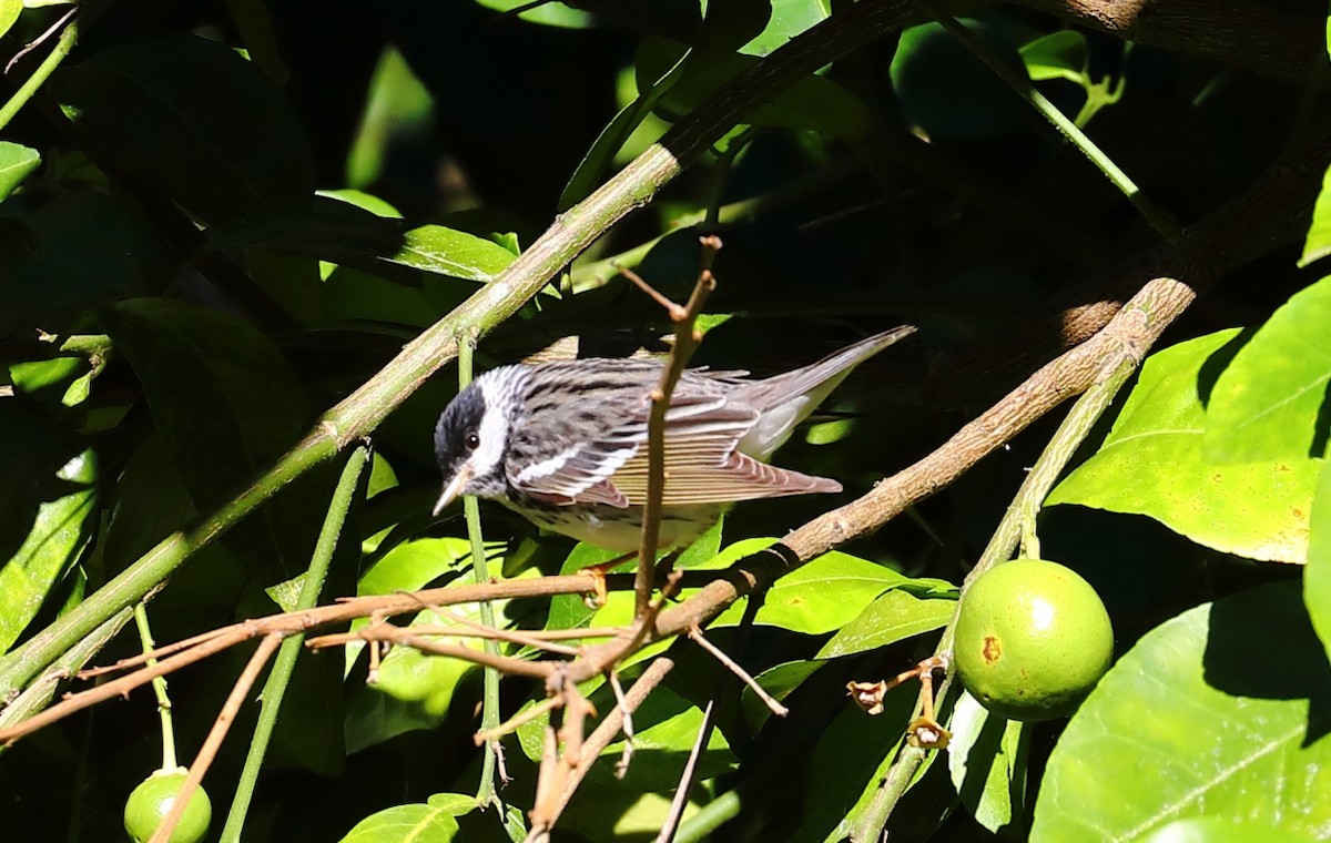 Blackpoll Warbler - ML231971211