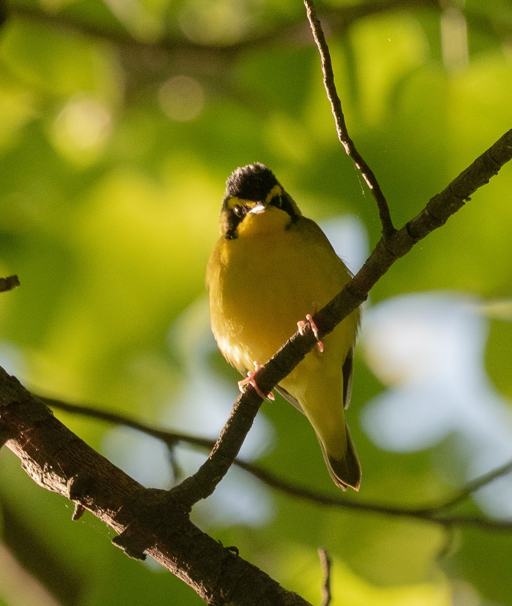 Kentucky Warbler - ML231971461