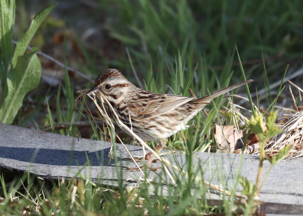 Song Sparrow - ML231971711