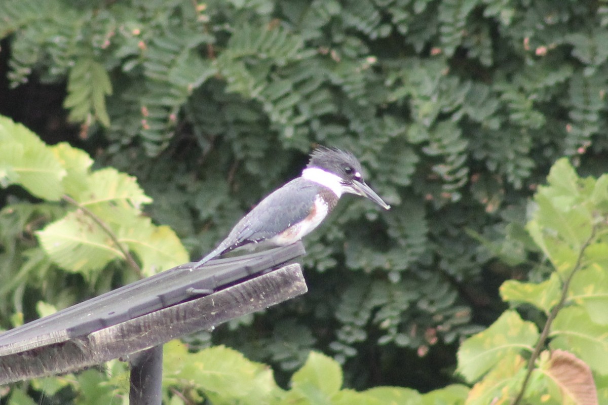 Belted Kingfisher - Asher Higgins