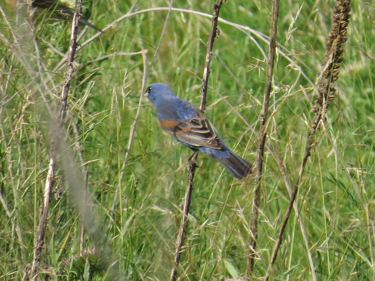 Blue Grosbeak - ML231972171