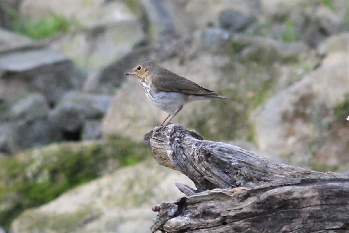 Swainson's Thrush - ML231972921