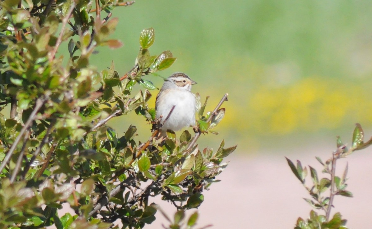 Clay-colored Sparrow - ML231973061