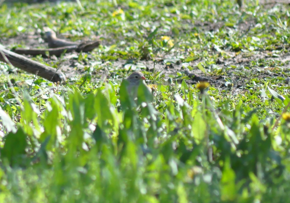 Field Sparrow - ML231973221