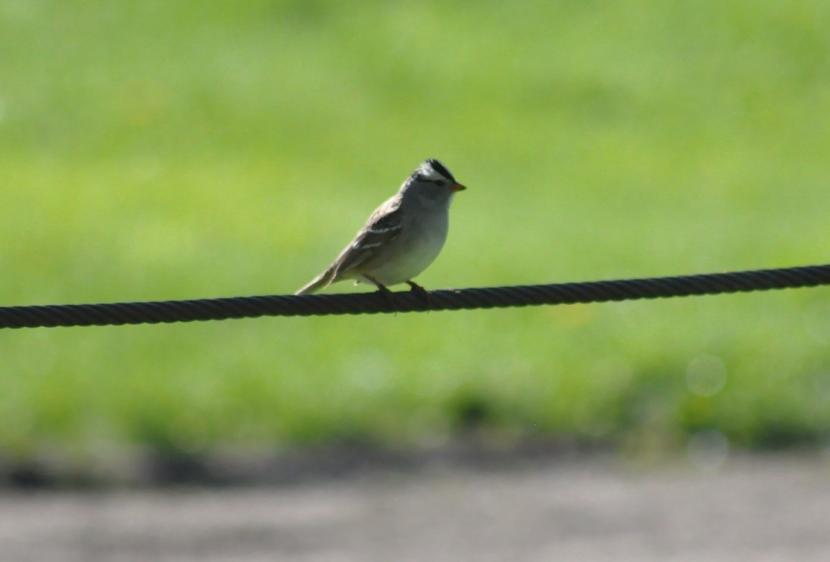White-crowned Sparrow - ML231973271