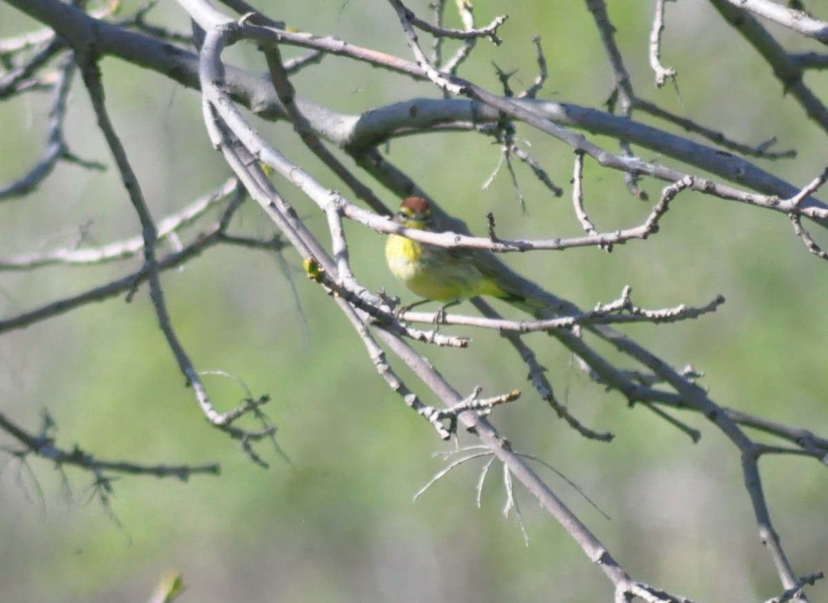 Palm Warbler - ML231973341