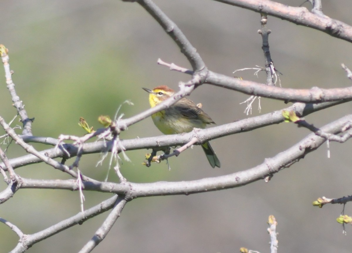 Palm Warbler - ML231973351