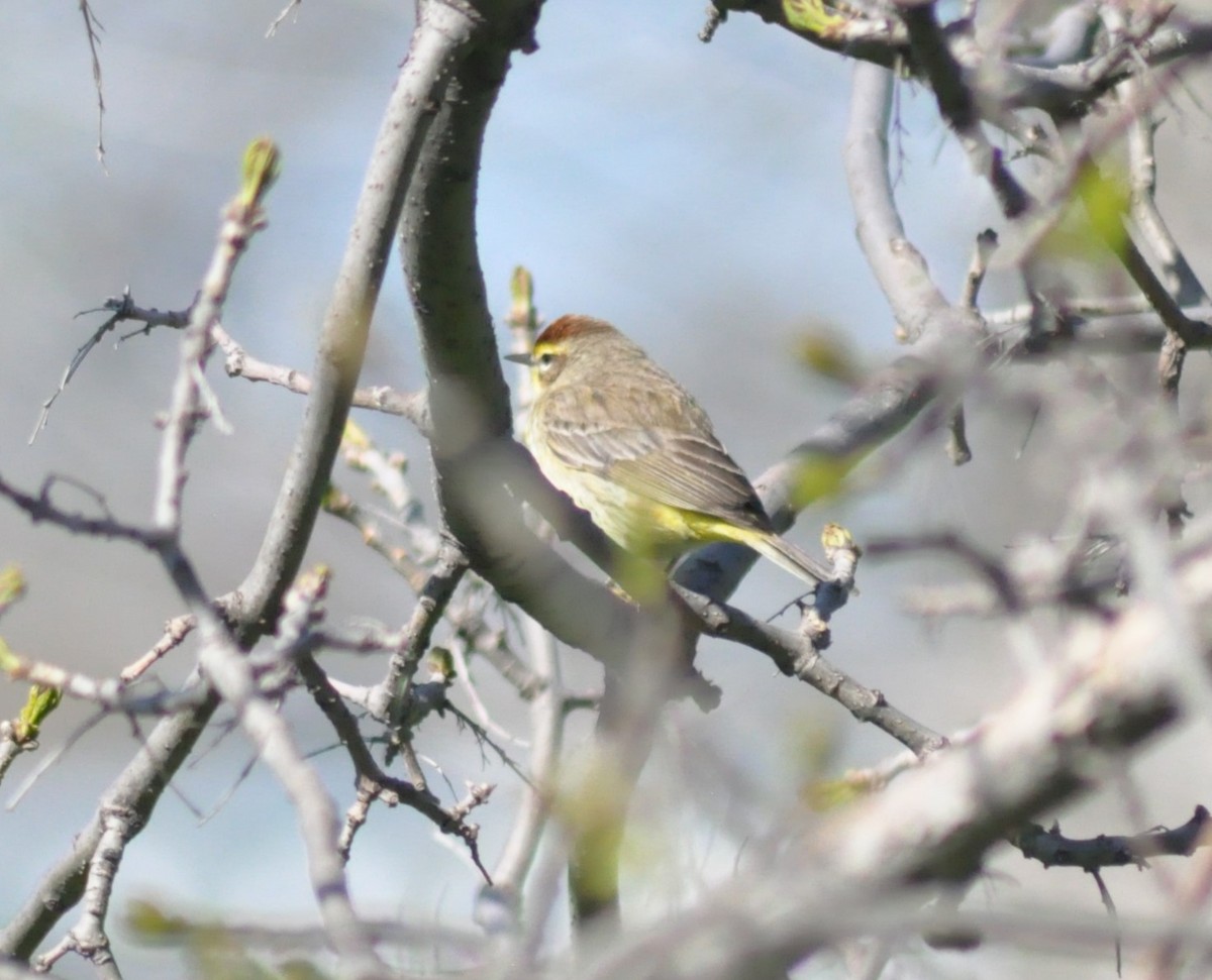 Palm Warbler - ML231973361