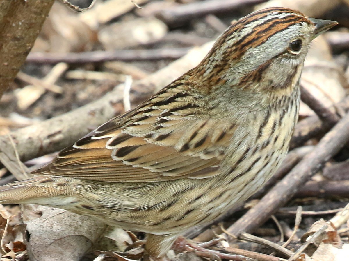 Lincoln's Sparrow - Peter Chen 2.0