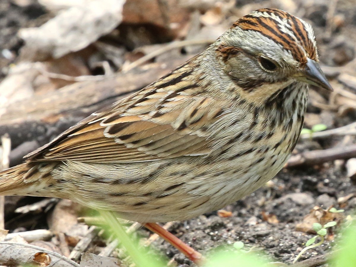 Lincoln's Sparrow - Peter Chen 2.0