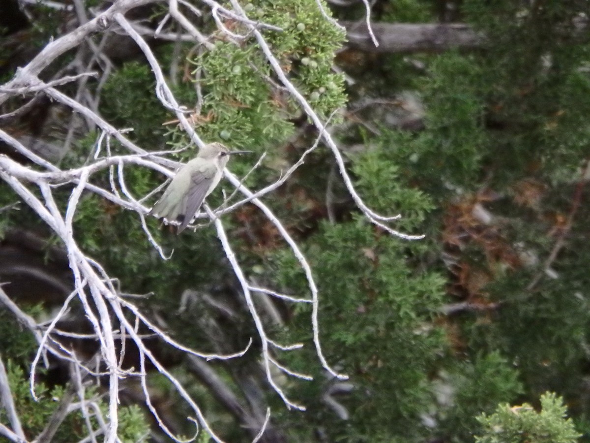 Costa's Hummingbird - ML23197461