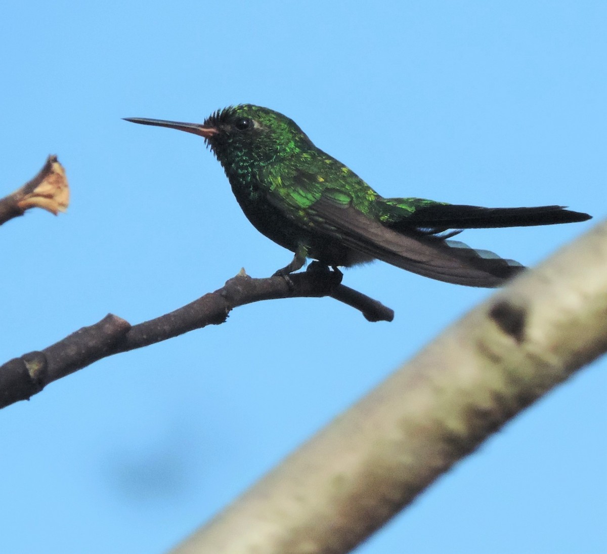 Canivet's Emerald - ML231974791