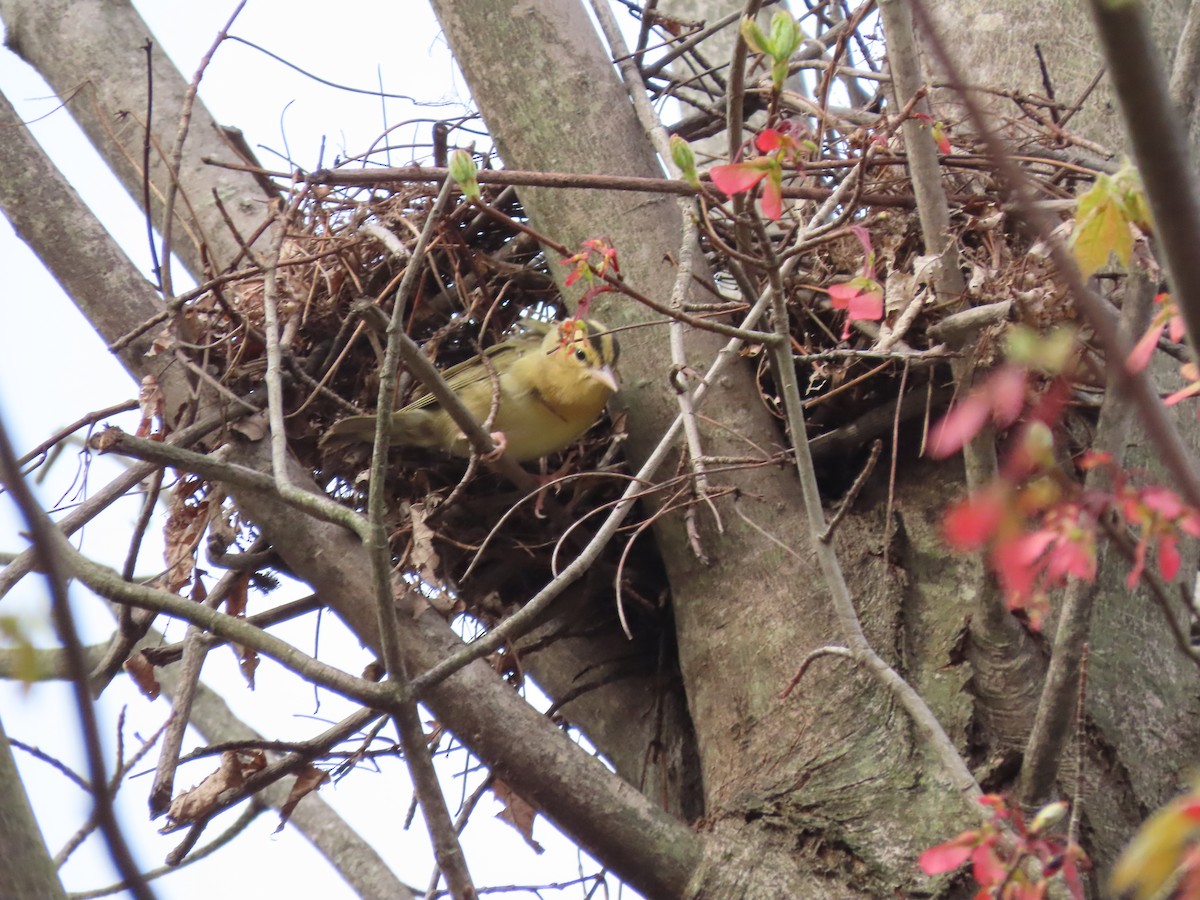 Worm-eating Warbler - ML231975421