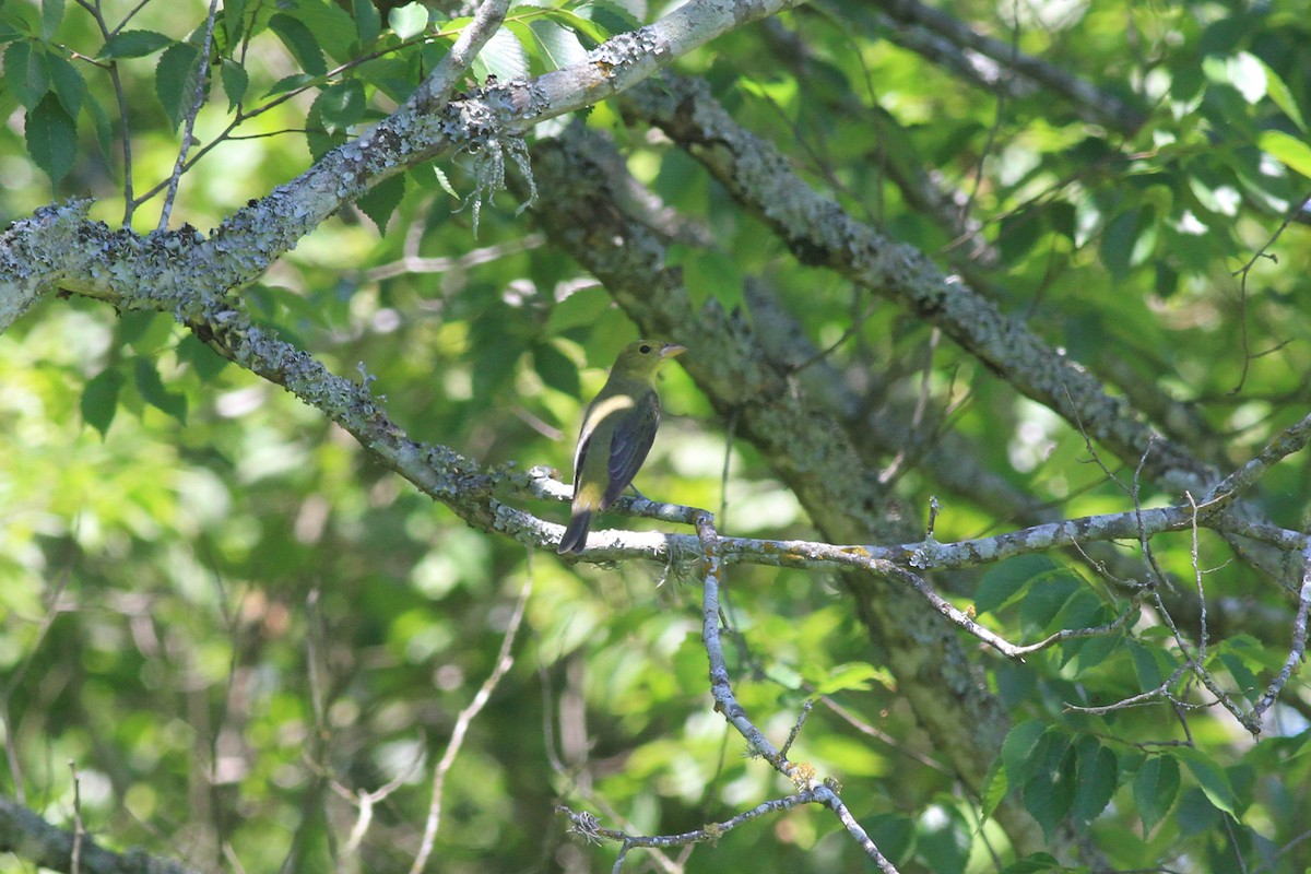 Scarlet Tanager - ML231975541