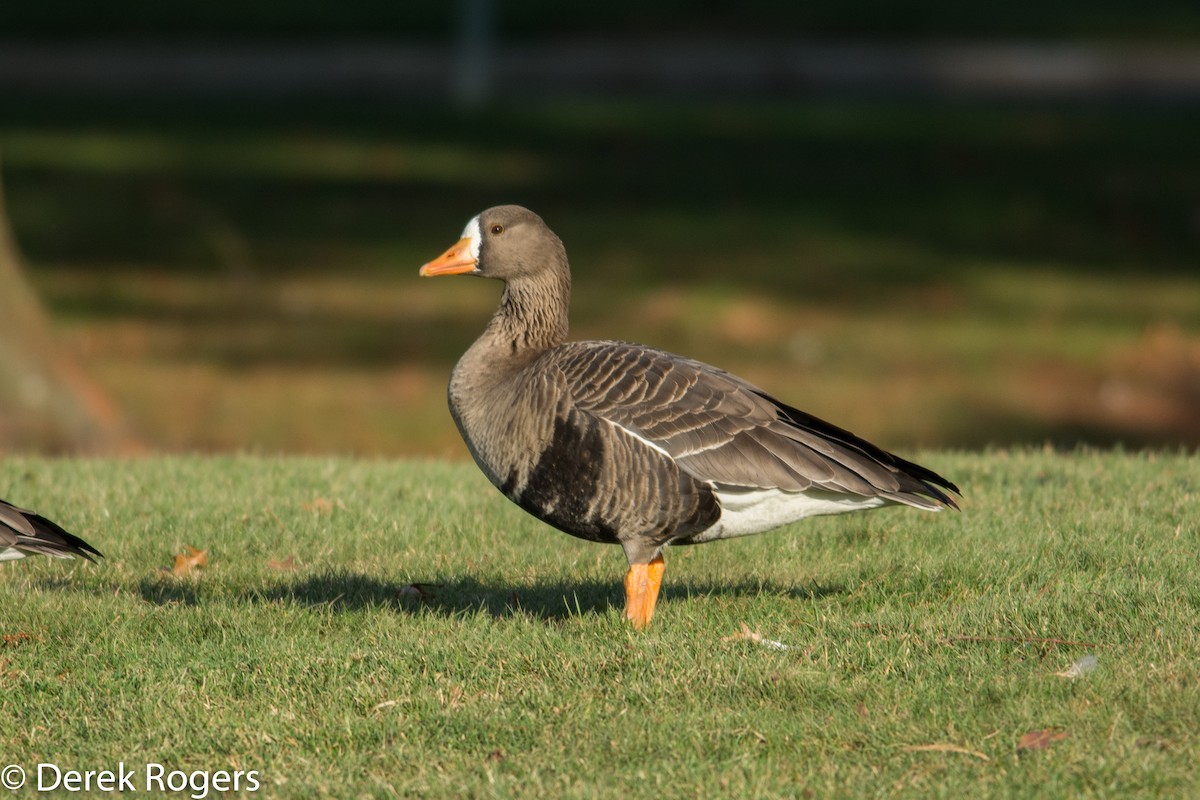 Greater White-fronted Goose - ML23197581