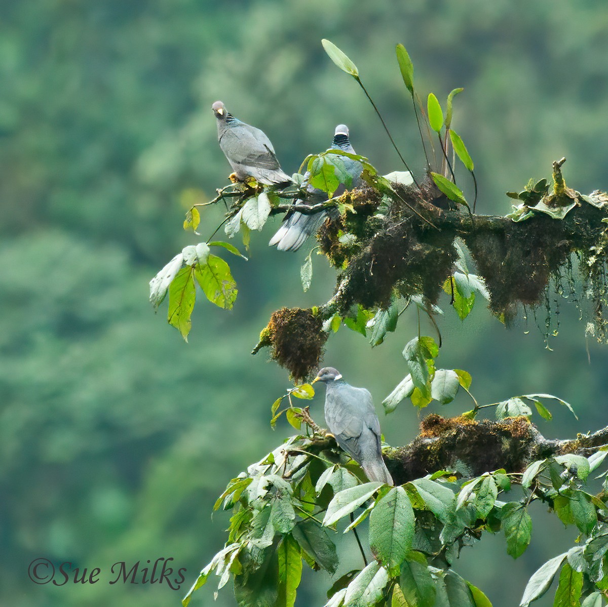 Band-tailed Pigeon - ML231977641