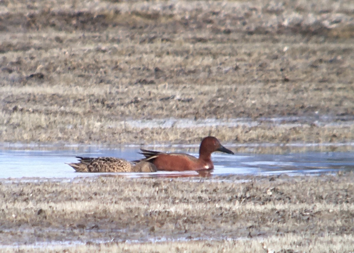 Cinnamon Teal - ML231978881