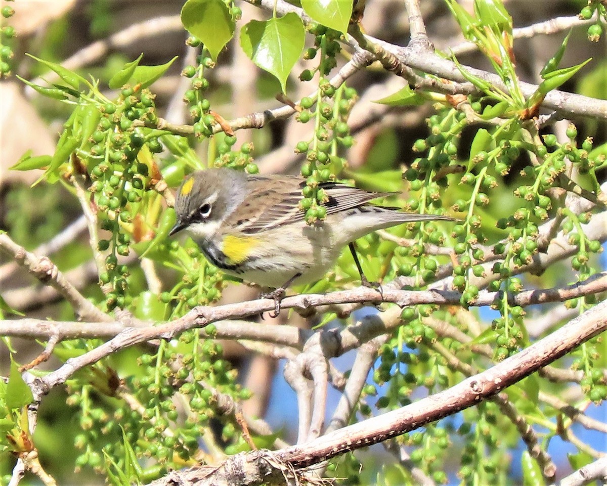 Yellow-rumped Warbler (Myrtle) - Jan Thom