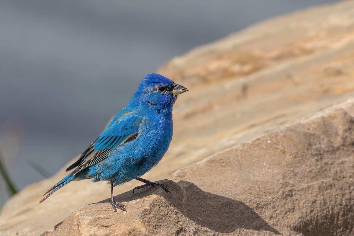 Indigo Bunting - ML231979411