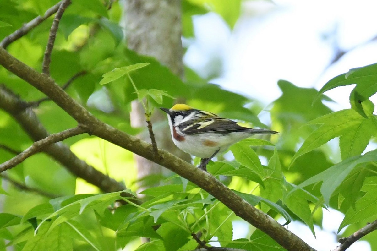 Chestnut-sided Warbler - ML231980001