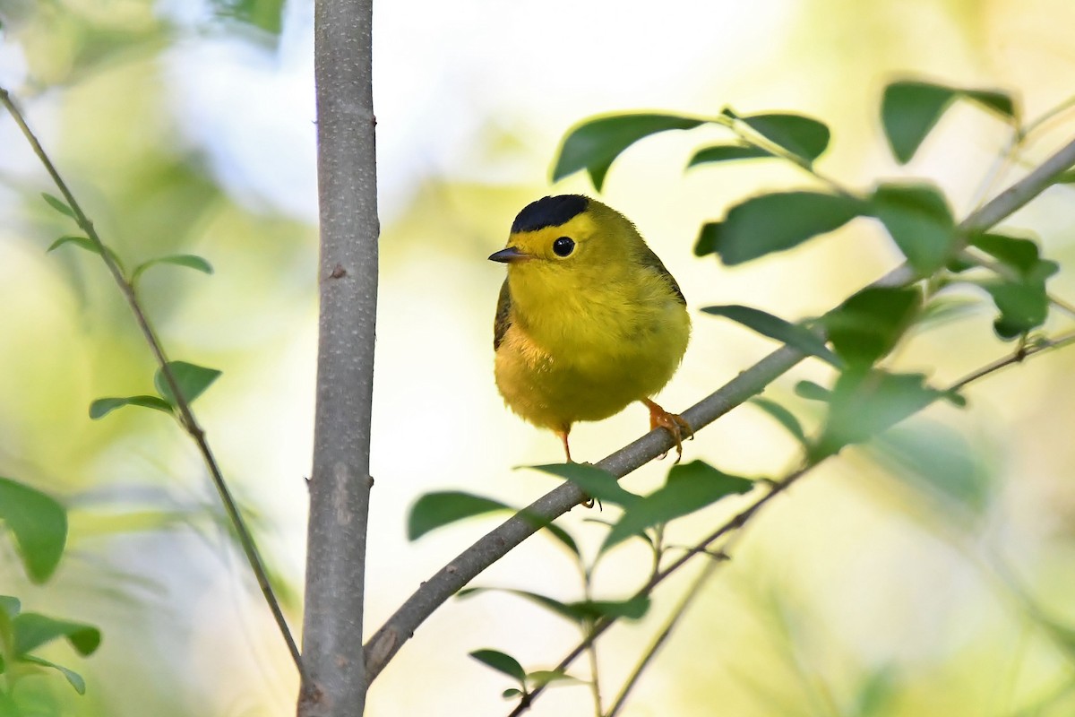 Wilson's Warbler - ML231980161