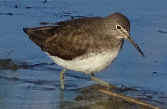 Green Sandpiper - Ralph Akkermans