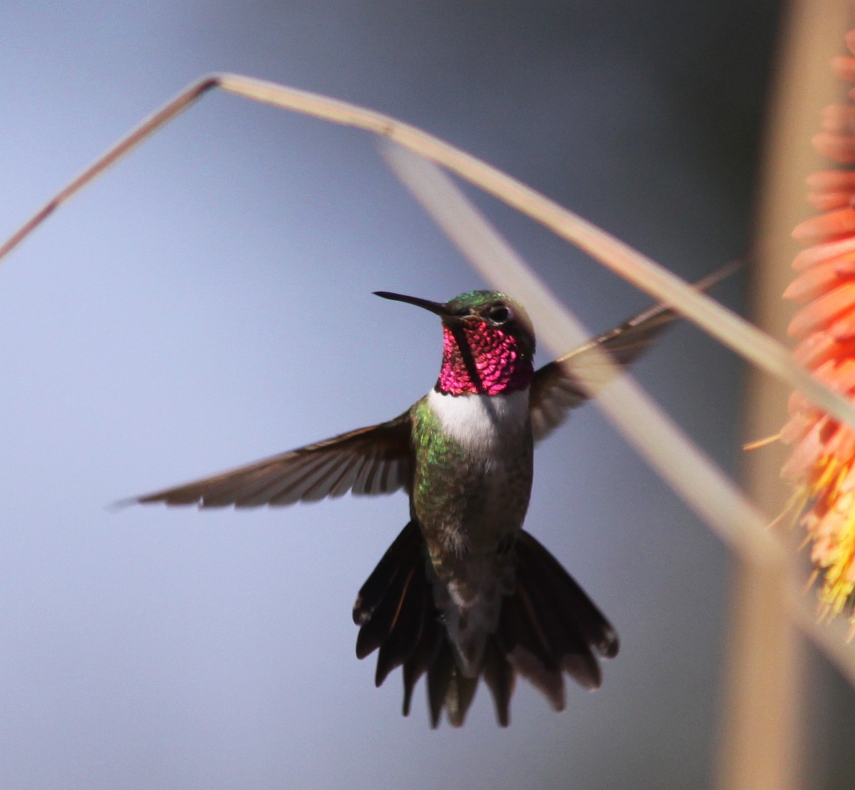 Broad-tailed Hummingbird - Jorge Montejo