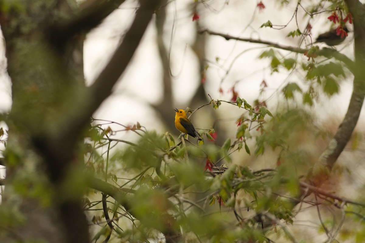 Prothonotary Warbler - ML231983241