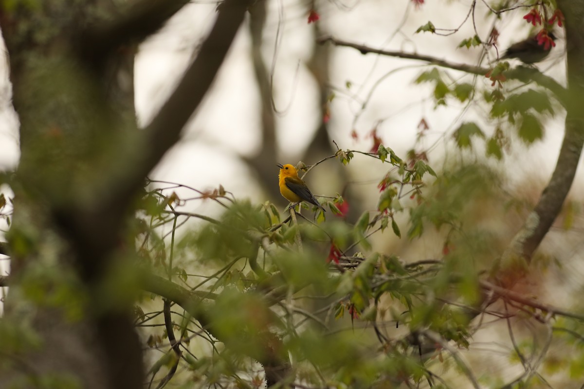 Prothonotary Warbler - ML231983371