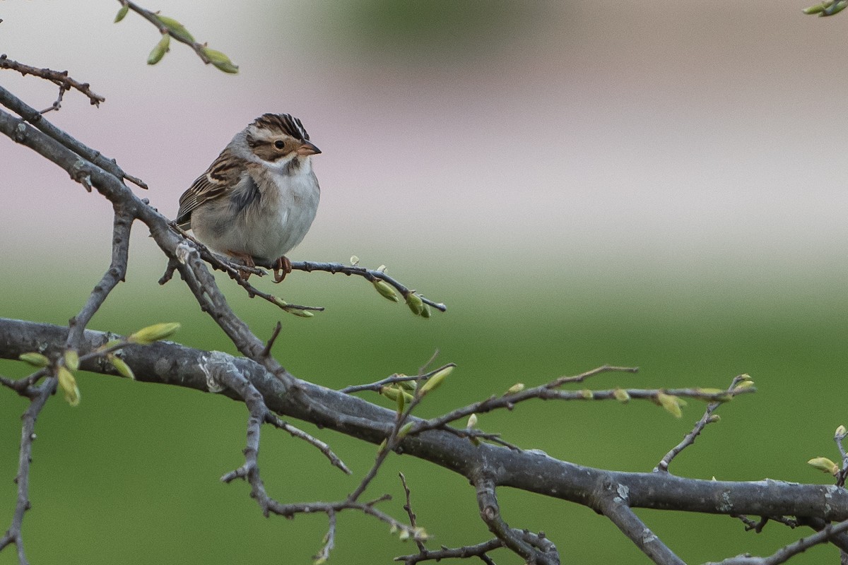 Clay-colored Sparrow - ML231983461