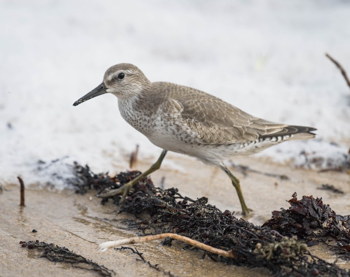 Red Knot - ML231984481