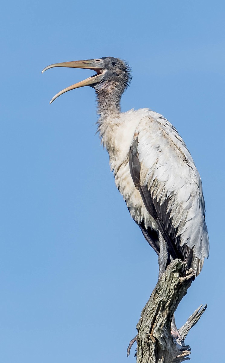 Wood Stork - ML231985301