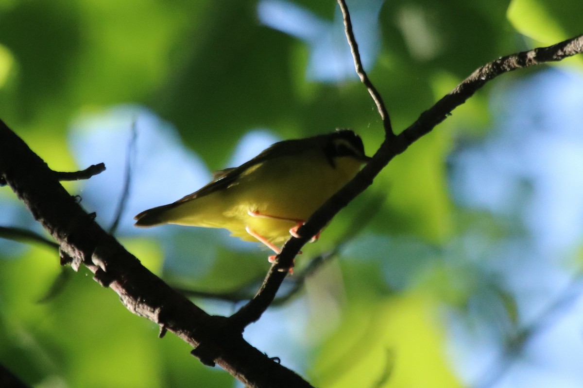 Kentucky Warbler - ML231985431