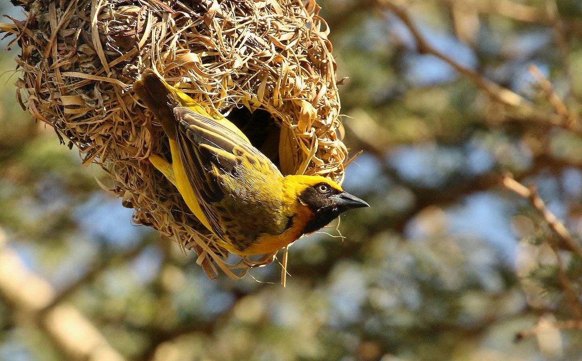 Heuglin's Masked-Weaver - Ploceus heuglini - Birds of the World