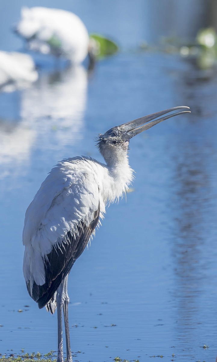 Wood Stork - ML231985531