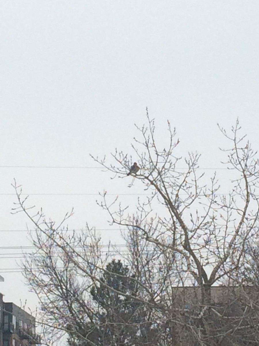 American Kestrel - ML23198671