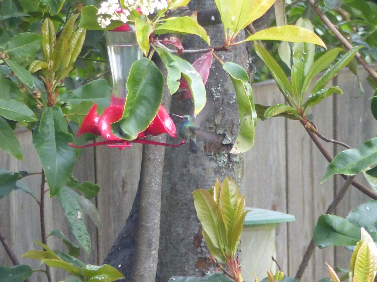 Ширококлювый колибри - ML231988101