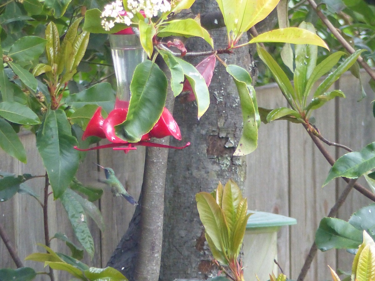 Ширококлювый колибри - ML231988211