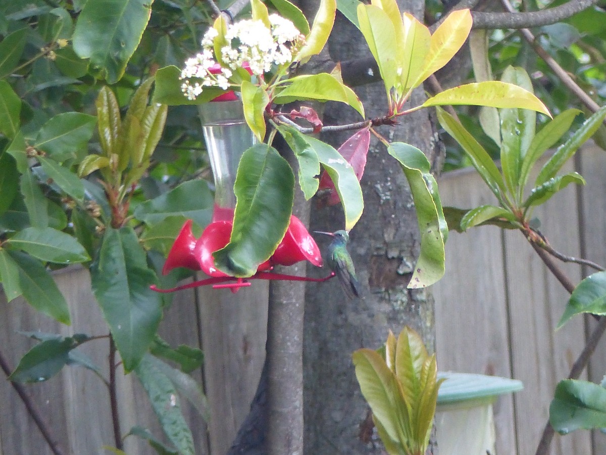 Ширококлювый колибри - ML231988241