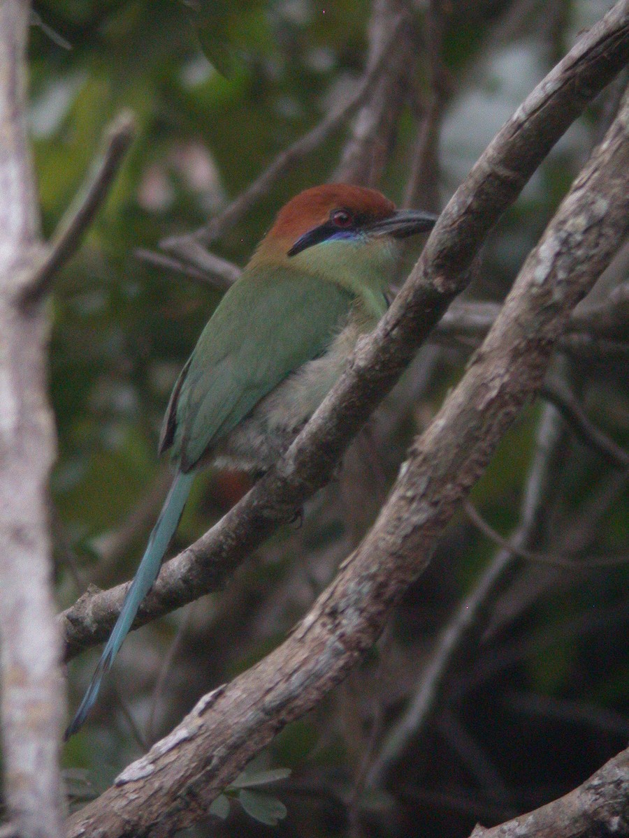 Kızıl Tepeli Motmot - ML23198911