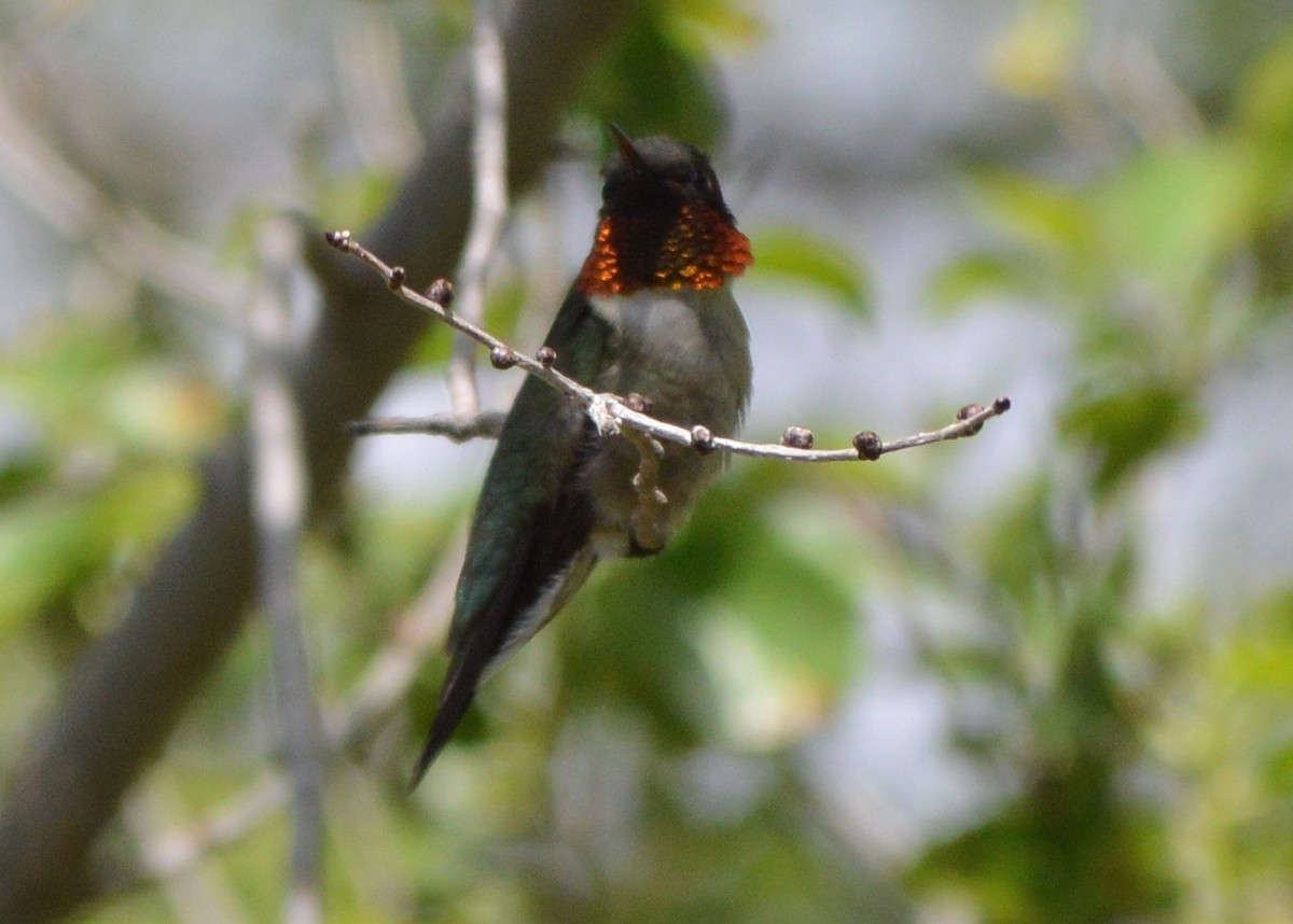 Colibrí Gorjirrubí - ML231989151