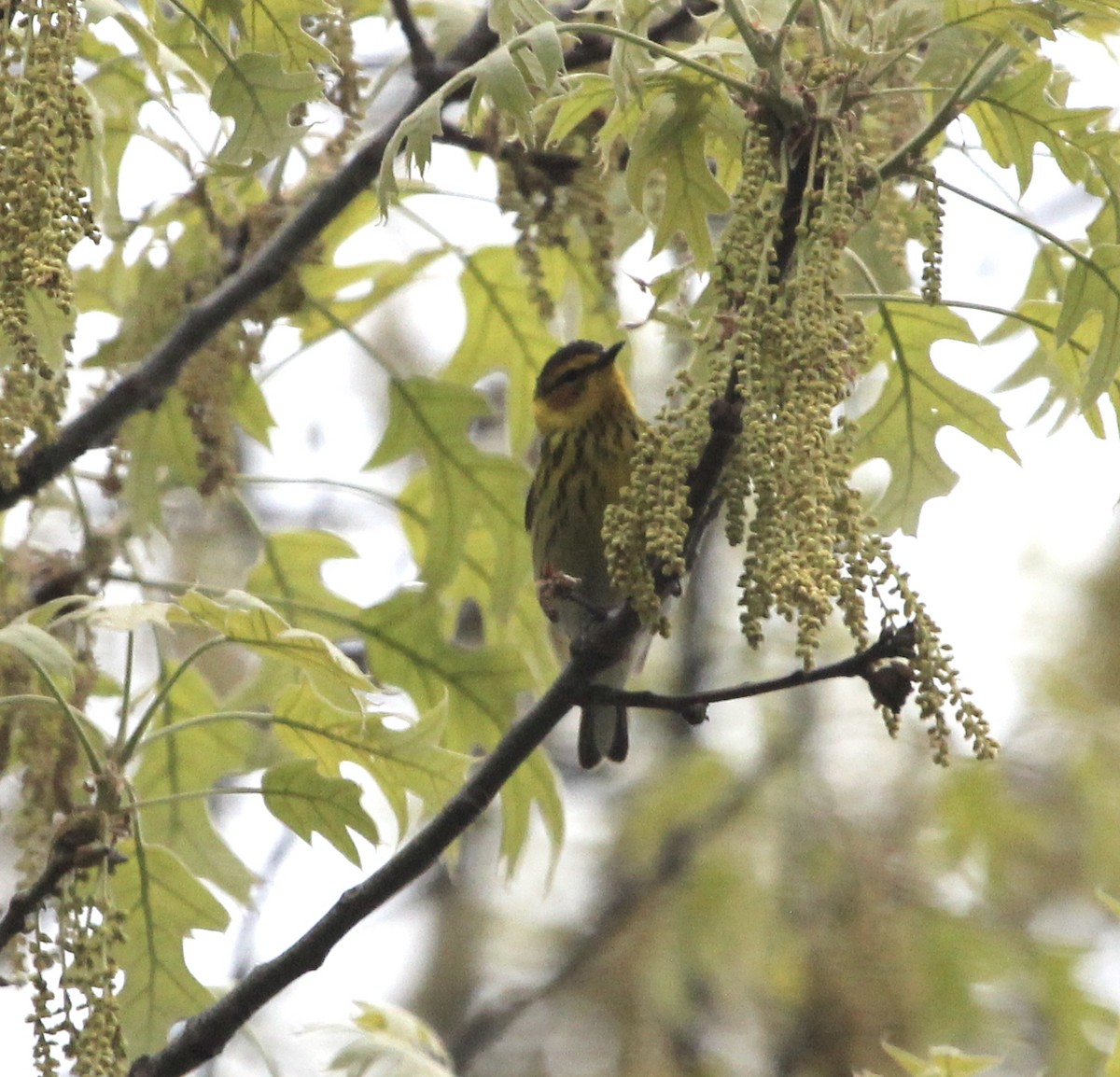 Cape May Warbler - ML231989971