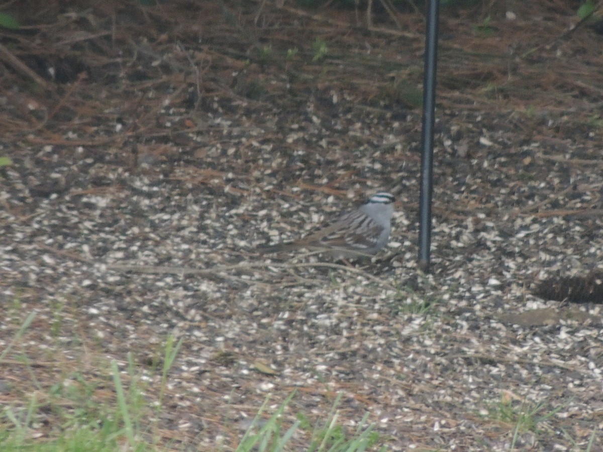 White-crowned Sparrow - Paul Bernhardt