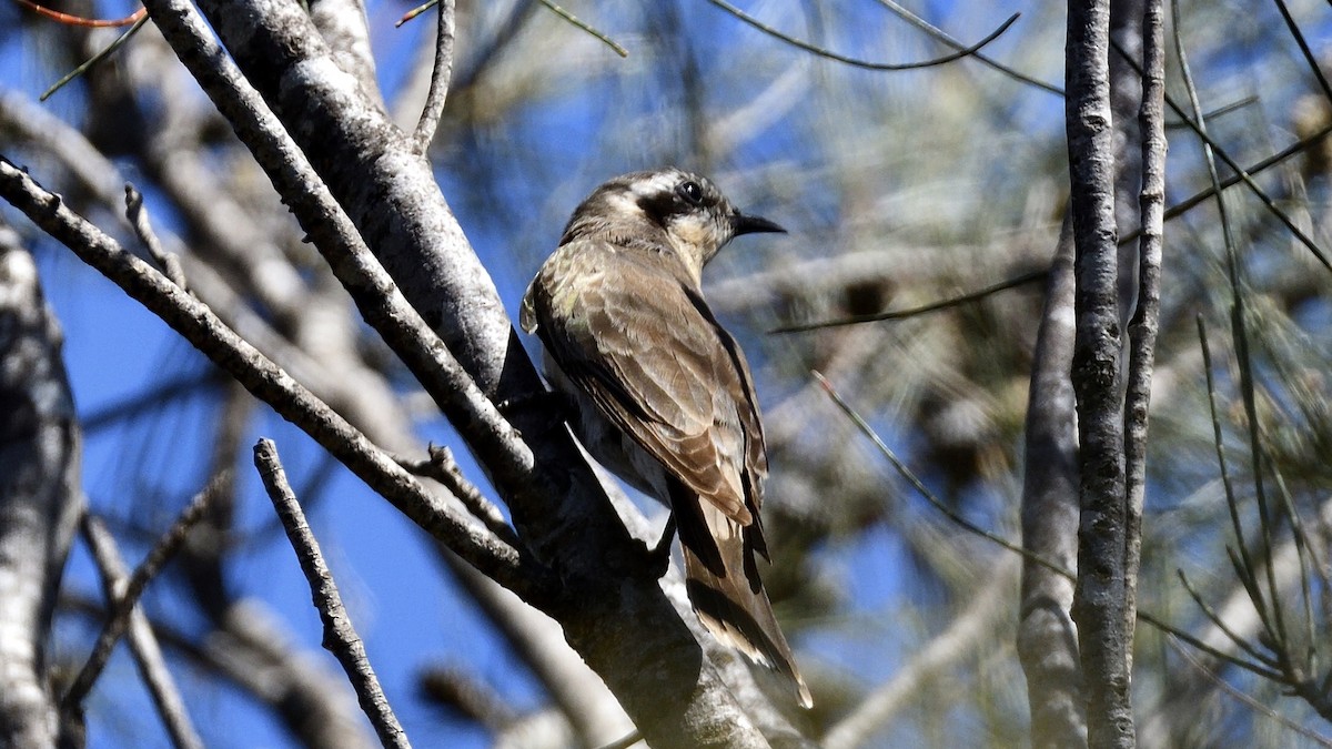 Black-eared Cuckoo - Elaine Rose