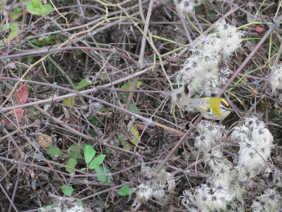 Common Firecrest - ML231997351