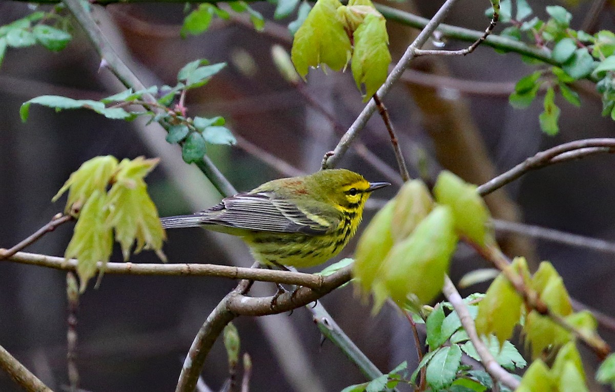 Prairie Warbler - ML231997681