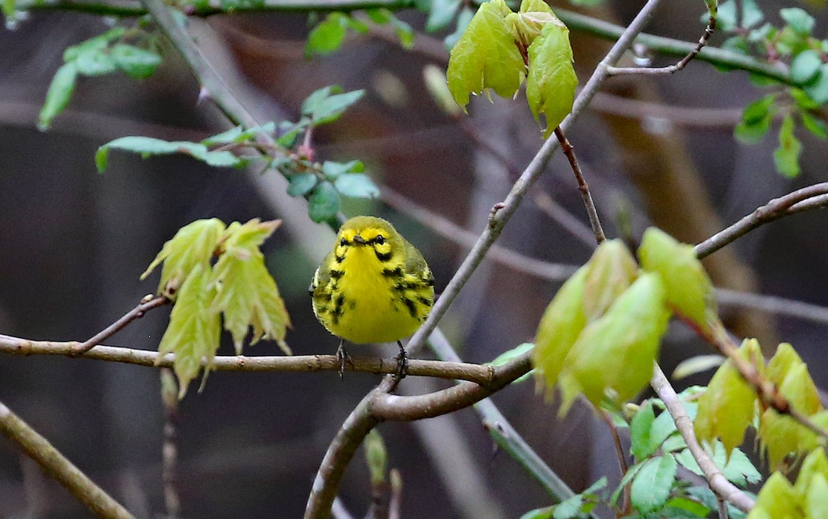 Prairie Warbler - ML231997691